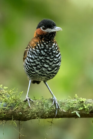 Black-Crowned Antpitta (Pittasoma michleri)