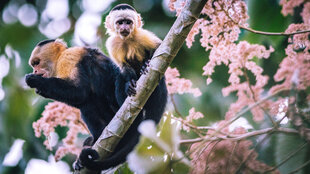 Panamanian White-Faced Capuchin (Cebus imitator)