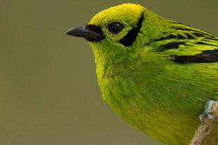 Emerald Tanager (Tangara florida)