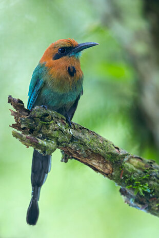 Broad-Billed Motmot (Electron platyrhynchum)