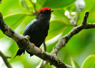 Lance-Tailed Manakin (Chiroxiphia lanceolata)