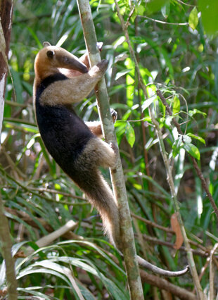 Northern Tamandua (Tamandua mexicana)