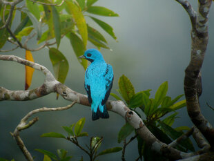 Blue Cotinga (Cotinga nattererii)
