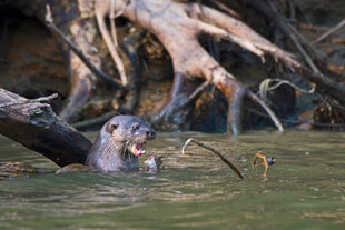 A Neotropical River Otter (Lontra longicaudis) with its mouth ajar