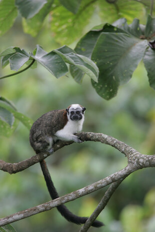 A Geoffroy's Tamarin (Saginus geoffroyi) sitting on a branch in the rainforest
