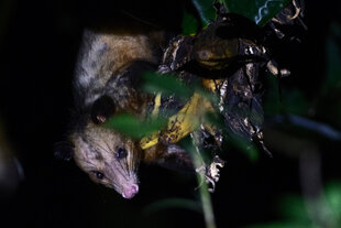 A Common Opossum (Didelphis marsupialis) through the undergrowth at night