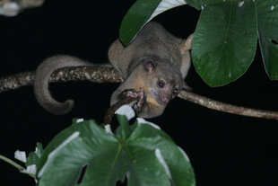 A Kinkajou (Potos flavus) in the treetops at night time