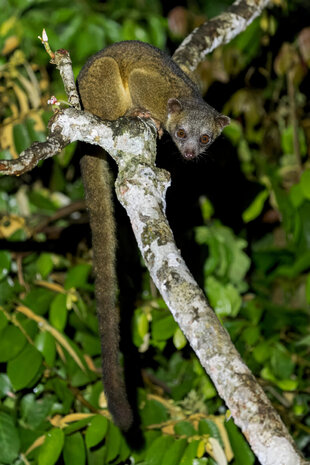 A Northern Olingo (Bassaricyon gabbii) looking at the camera
