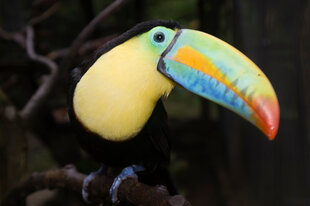 A Keel-Billed Toucan (Ramphastos sulfuratus) showing off its colourful bill