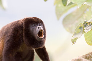 A Mantled Howler Monkey (Alouatta palliata) mid-howl