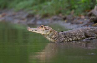 A Spectacled Caiman (Caiman crocodilus) on the water's edge