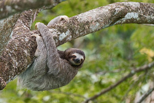 A Brown-Throated Sloth (Bradypus variegatus) hanging from a tree