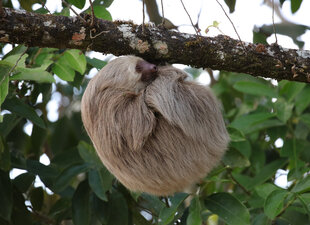 A Hoffmann's Two-Toed Sloth (Choloepus hoffmanni) curled up underneath a tree branch