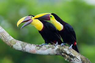 Yellow-Throated Toucans (Ramphastos ambiguus) interacting on a branch in the rainforest