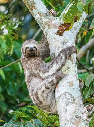 Three-toed Sloth in Brazil Amazon rainforest