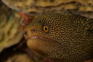 Goldentail Moray Eel (Gymnothorax miliaris)