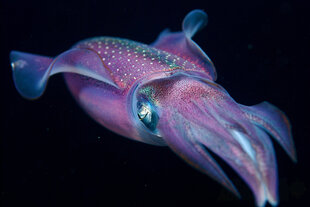 Cuttlefish