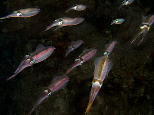 Cuttlefish