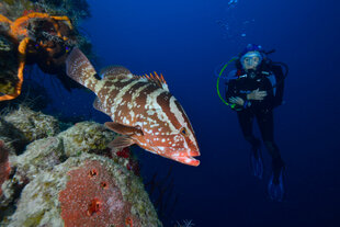Tiger Grouper (Mycteroperca tigris)