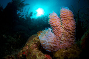 Reef