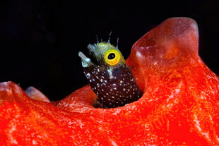 Spinyhead Blenny (Acanthemblemaria spinosa)