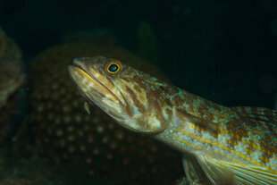 Sand Diver (Synodus intermedius)