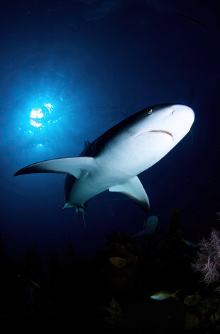 Diving with Reef Sharks