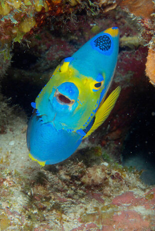 Queen Angelfish (Holacanthus ciliaris)