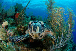 Reef Turtle