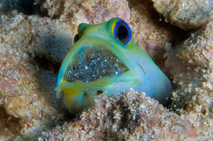 Yellowhead Jawfish (Opistognathus aurifrons)