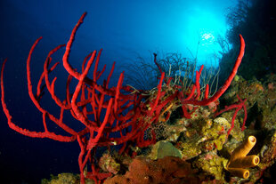Red Coral