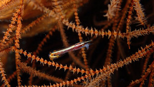 Arrow Blenny (Lucayablennius zingaro)