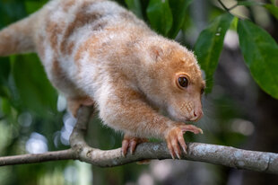 Cuscus in Papua New Guinea - S Bradley
