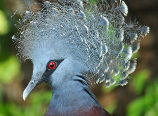 Victoria Crowned Pigeon - A Russ