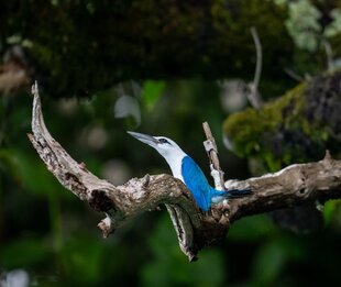 Beach Kingfisher on Nissan Island - S Bradley