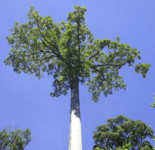 Looking up at a Perrier's Baobab, a tree which can grow to 30 metres
