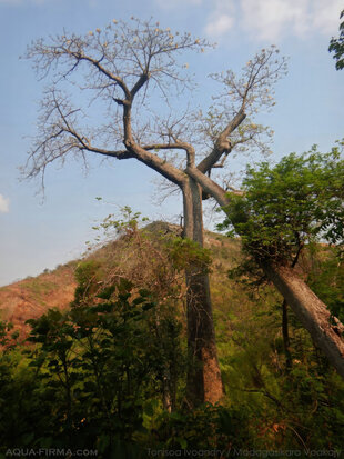 A leaning Perrier's Baobab resting on another
