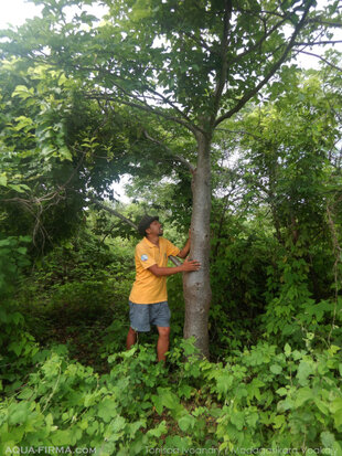 Conservationist, Tonisoa Ivoandry, standing by a Perrier's Baobab