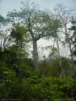 A Perrier's Baobab in the habitat where it grows best – dry forest habitat