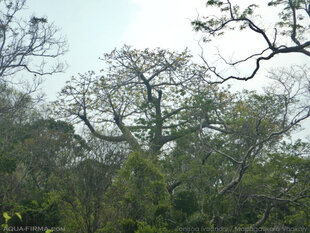 A Perrier's Baobab living in its ideal habitat – Madagascan Dry Forest