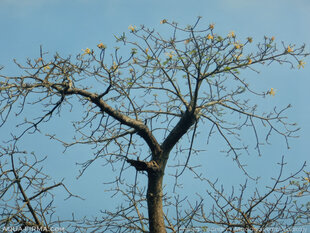 The open canopy of a Perrier's Baobab tree