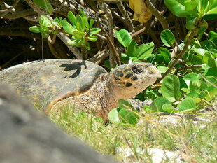 A hawksbill turtle resting on a beach in the Seychelles