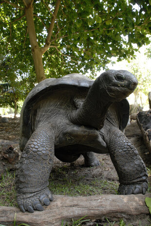 A giant aldabra tortoise standing on a log in the Seychelles