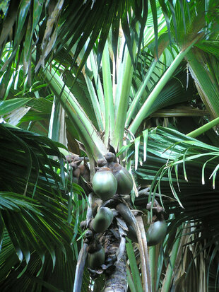 A bunch of Coco de Mer Nuts growing on a tree in the Seychelles