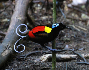 Wilson's Bird of Paradise - D Brown