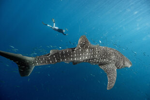 Snorkelling with Whale Sharks in Cenderawasih Bay - S Bradley