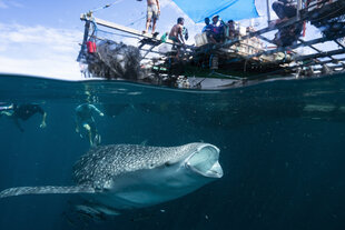 Snorkelling with Whale Sharks in Triton Bay - F Wardle