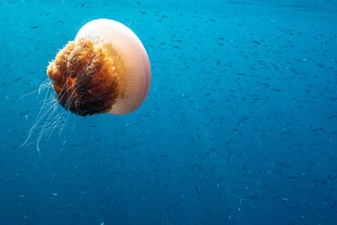 Snorkelling in the Coral Triangle - S Bradley