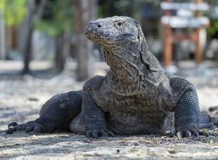 Komodo Dragon - F Wardle