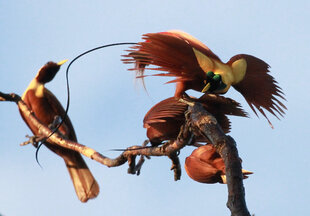 Red Bird of Paradise - D Brown